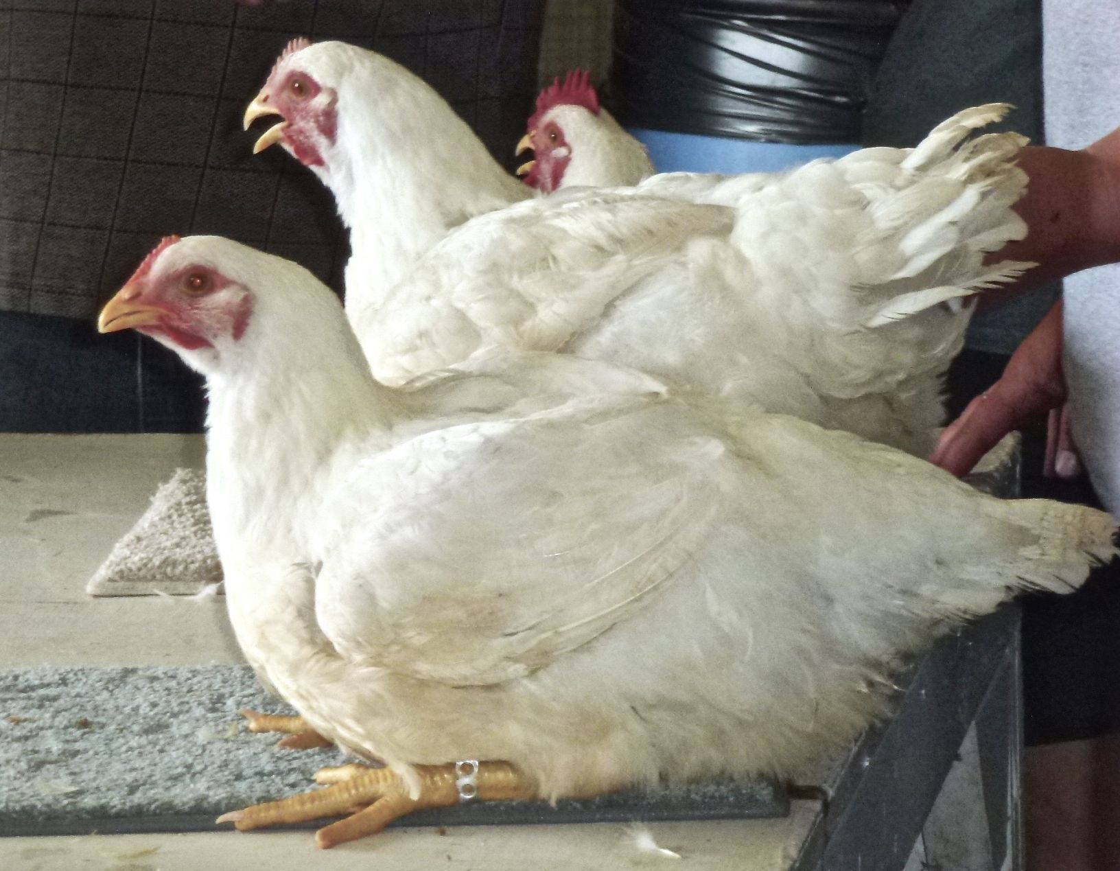 Chicken 4